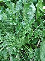 Senecon de Jacob, Jacobaea vulgaris (prise a Lens)(1)